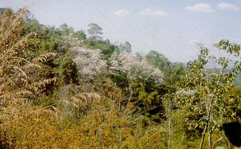 เสี้ยวดอกขาว Bauhinia variegata Linn.<br/>CAESALPINIACEAE